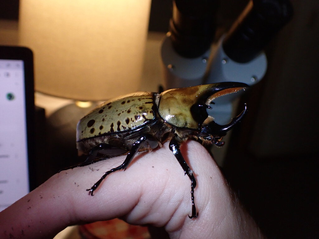 Hercules beetle 2
