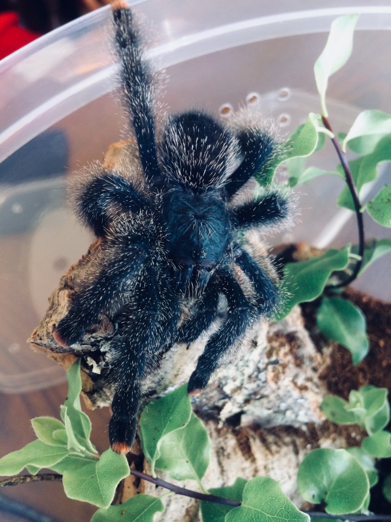 Here is Antheia the A. Avicularia