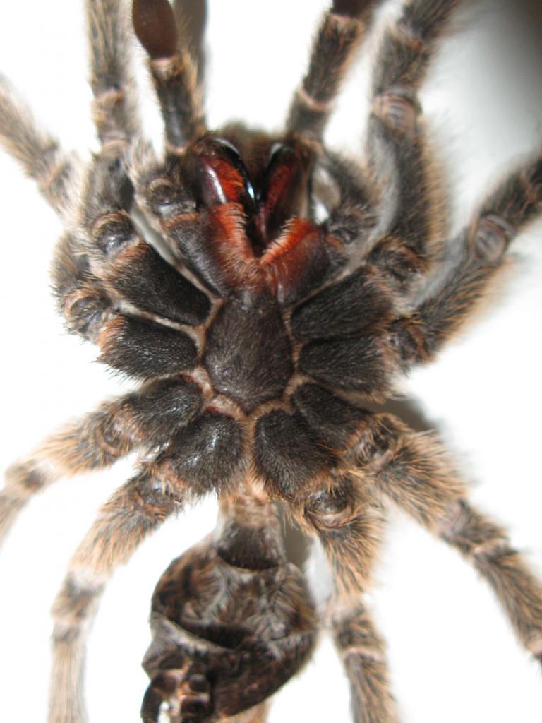 Here my rosea's molt