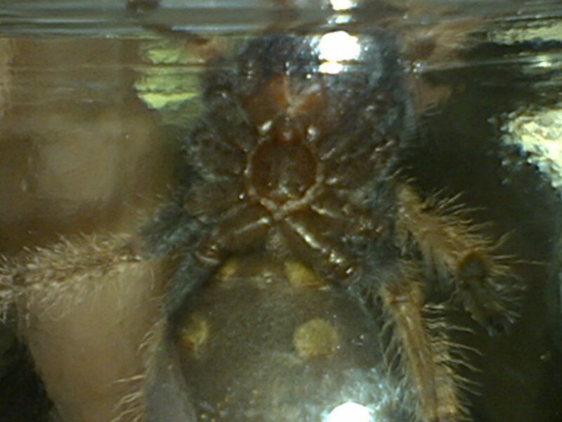 heres another pic, male or female?