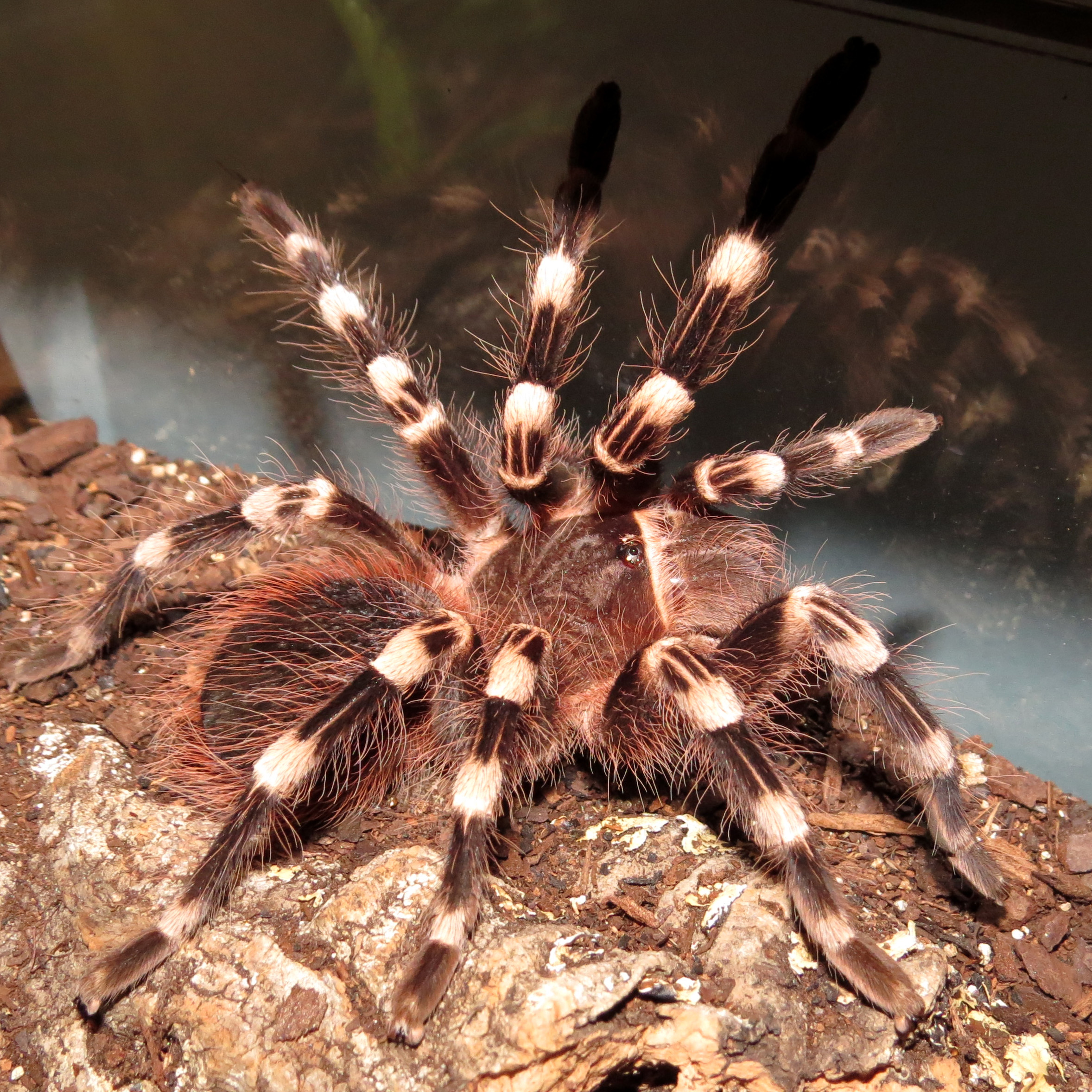 Acanthoscurria geniculata фото