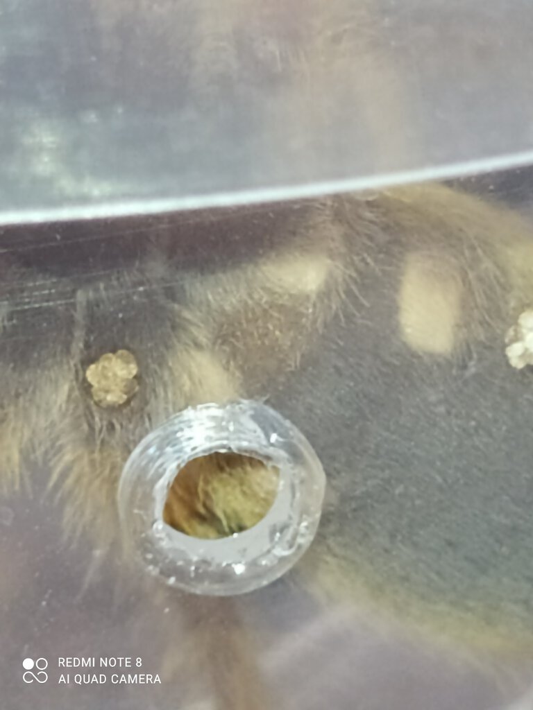 Herpactira pulchripes