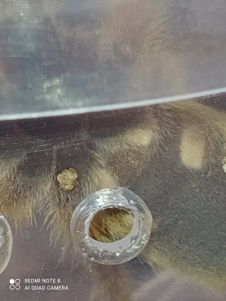 Herpactira pulchripes