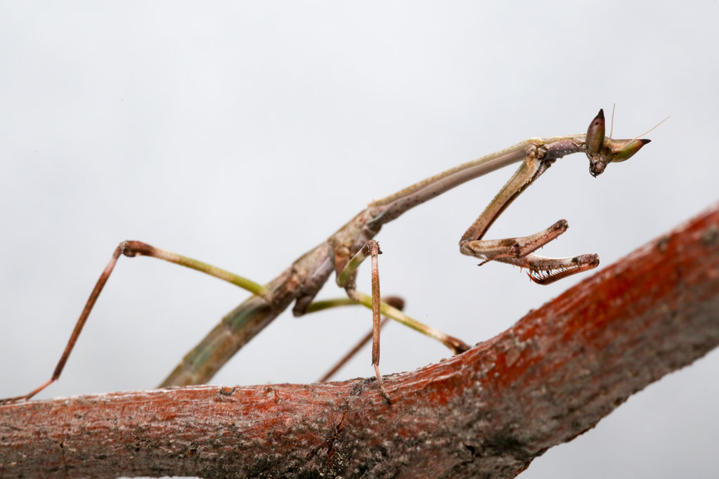 Heterochaeta Orientalis