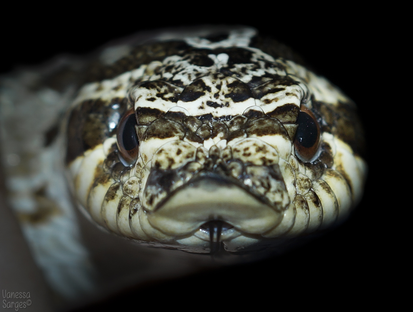 Heterodon nasicus - Western Hognose Snake - Adult Male