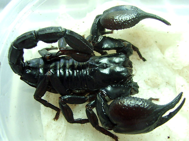 Heterometrus Laoticus