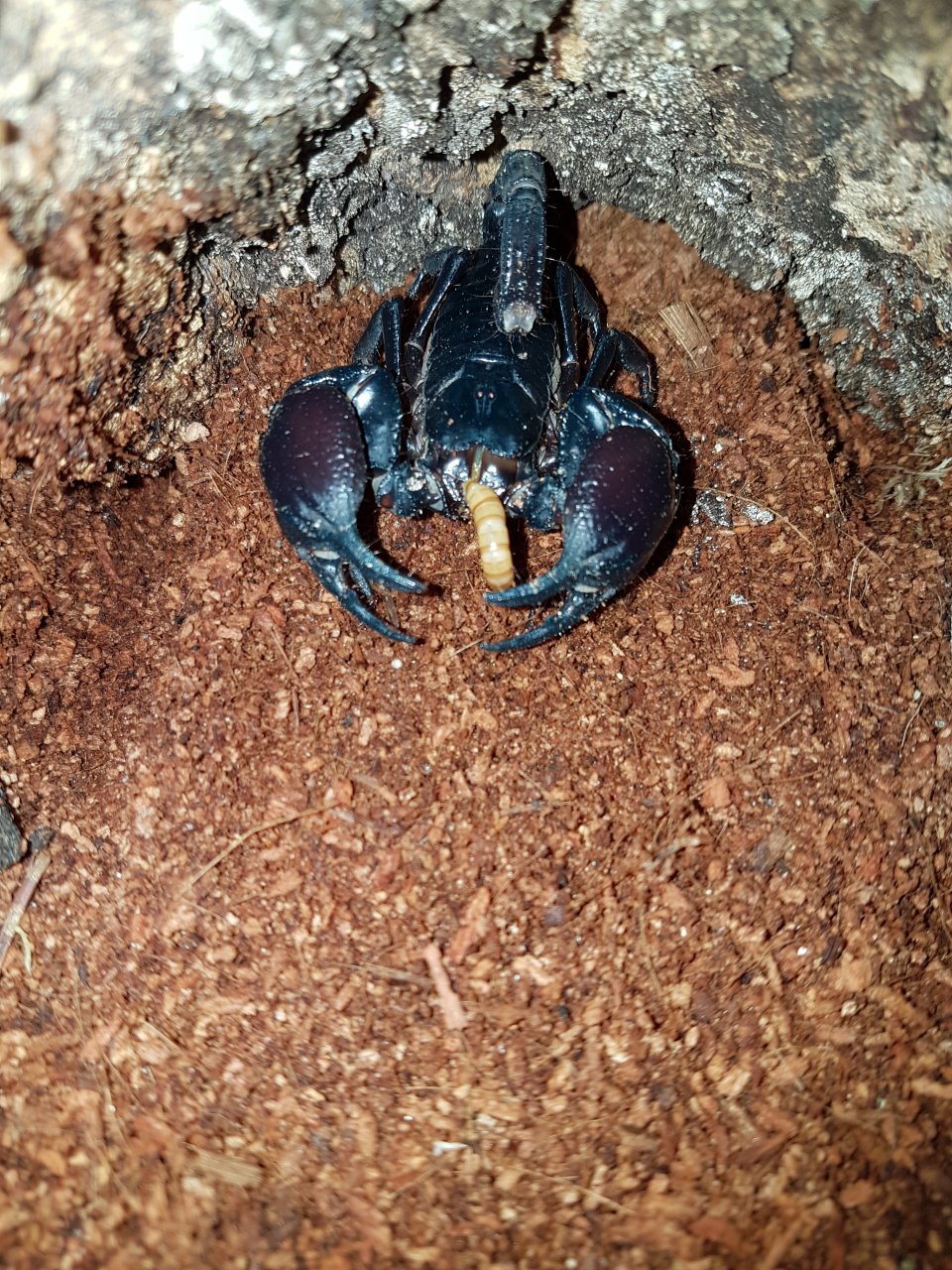 Heterometrus longimanus