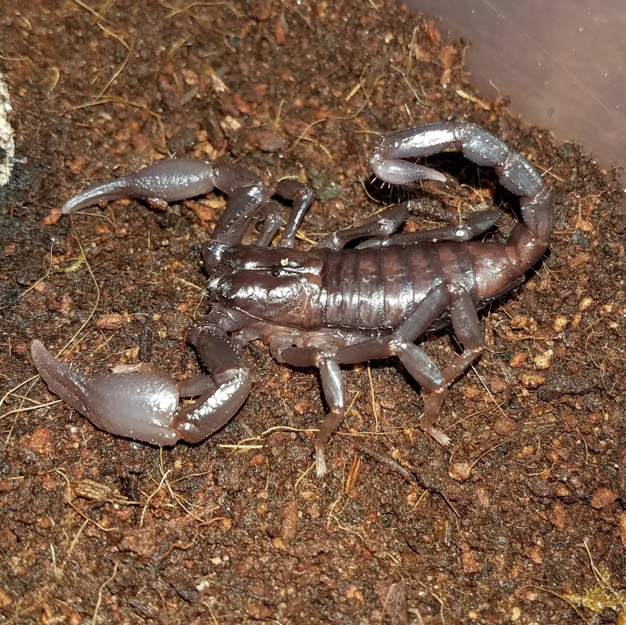 Heterometrus petersii freshly molted 5i