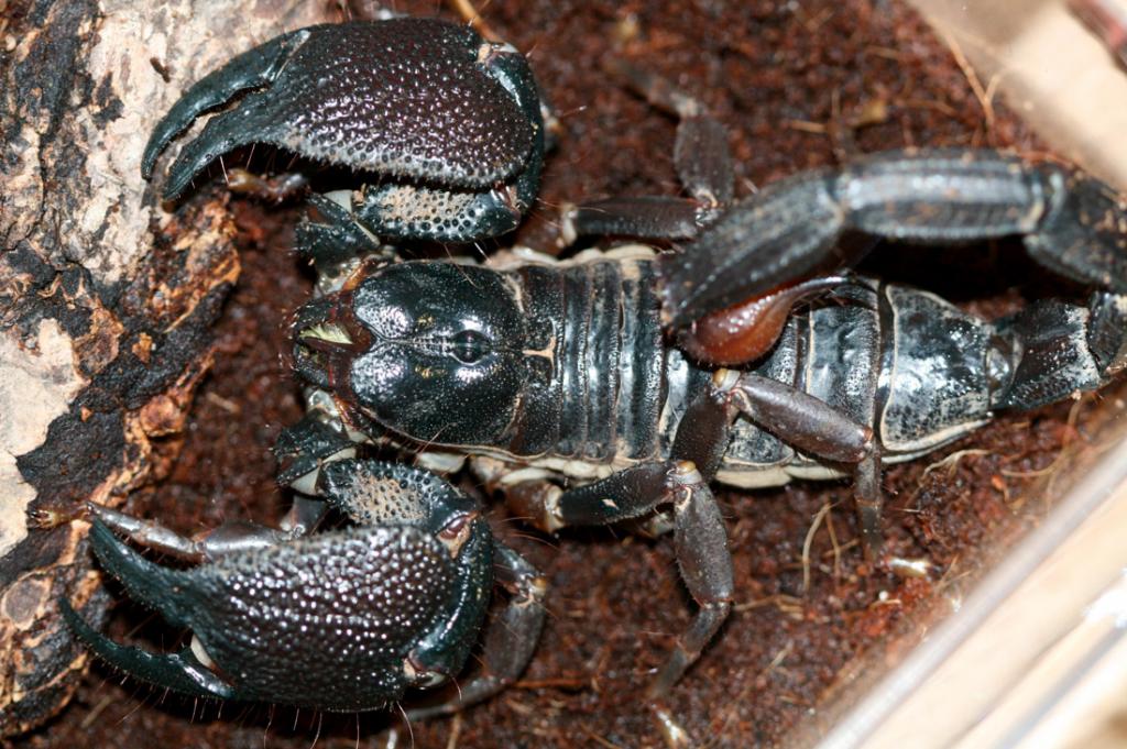 Heterometrus Swammerdami Adult Male