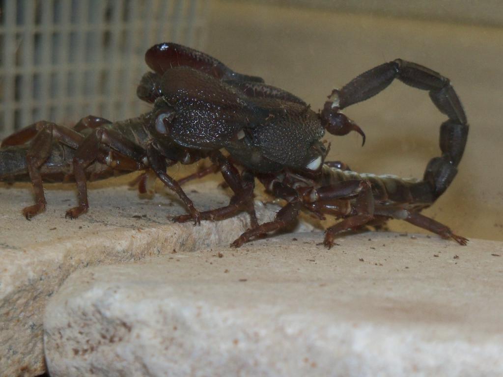 Heterometrus swammerdami's mating