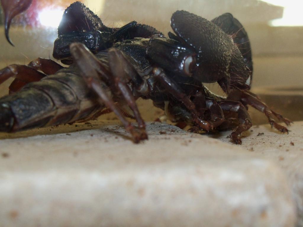 Heterometrus swammerdami's mating