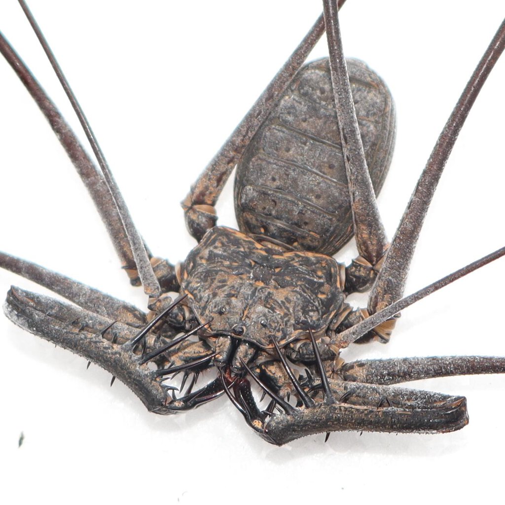 Heterophrynus longicornis 0.1