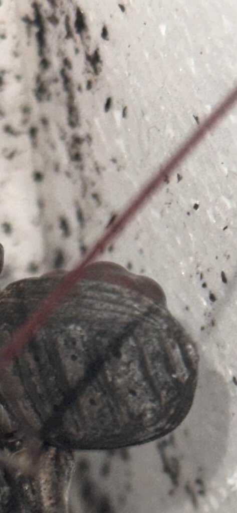 Heterophrynus longicornis eggs