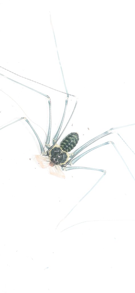 Heterophrynus longicornis young