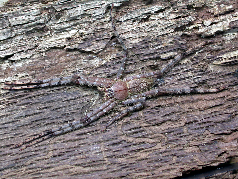 Heteropoda boiei