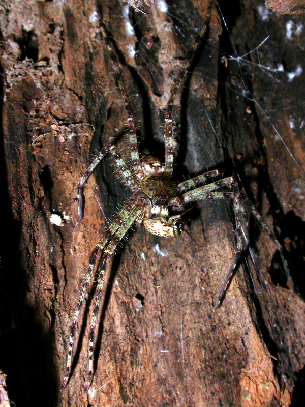 Heteropoda boiei