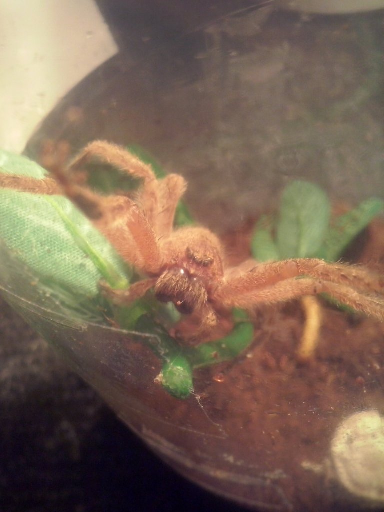 Heteropoda javana