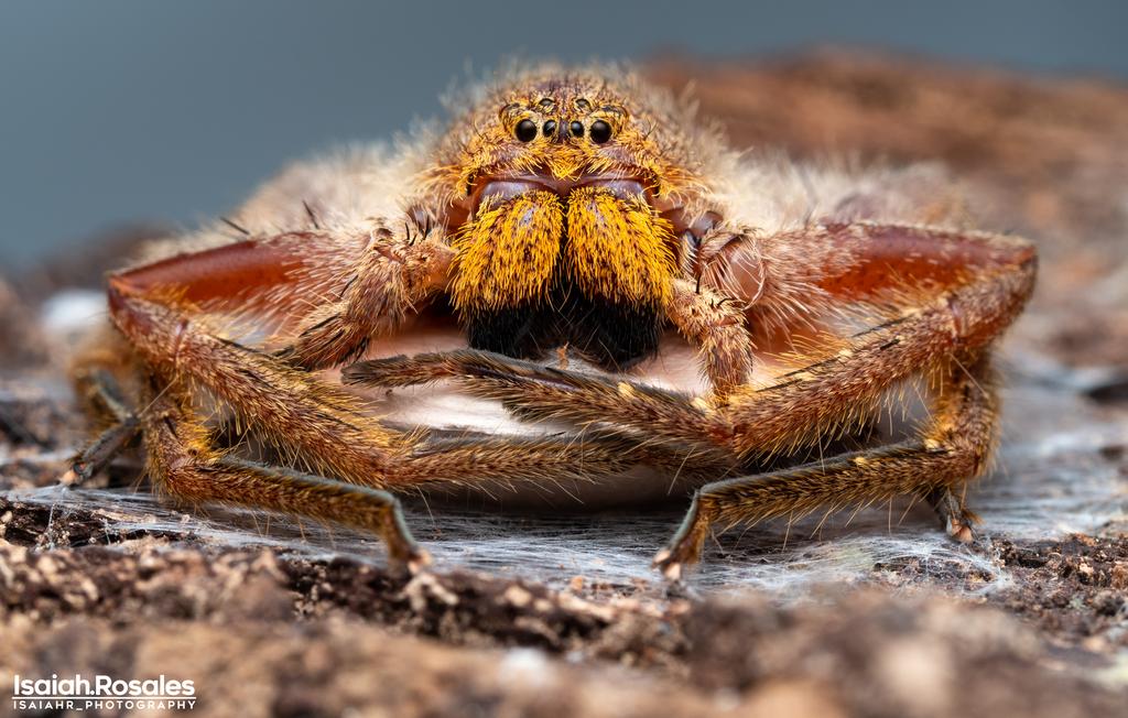 Heteropoda javana