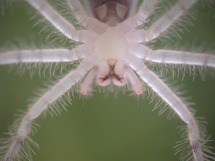 Heteropoda sp. - Malaysian orange huntsman 1 cm long sling