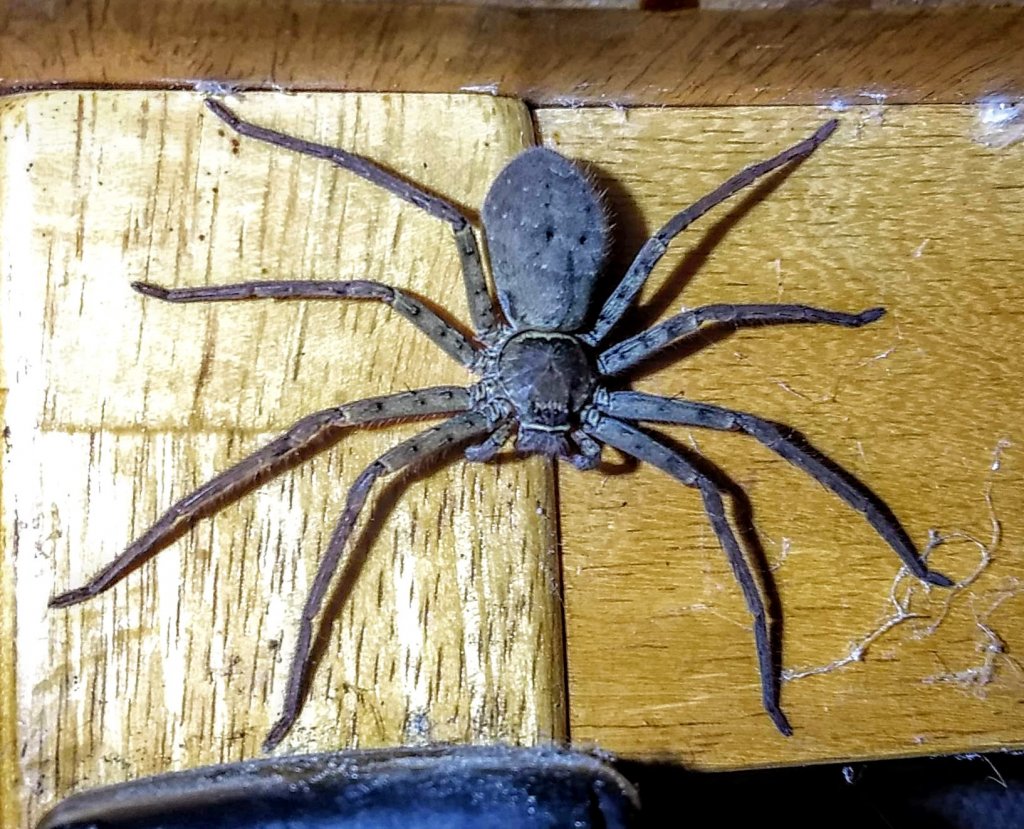 Heteropoda venatoria - plump female