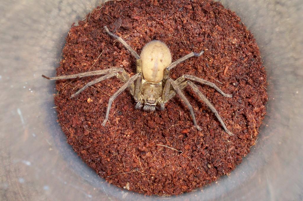 Heteropoda venatoria