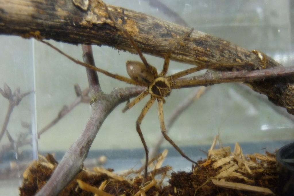 Heteropoda venatoria