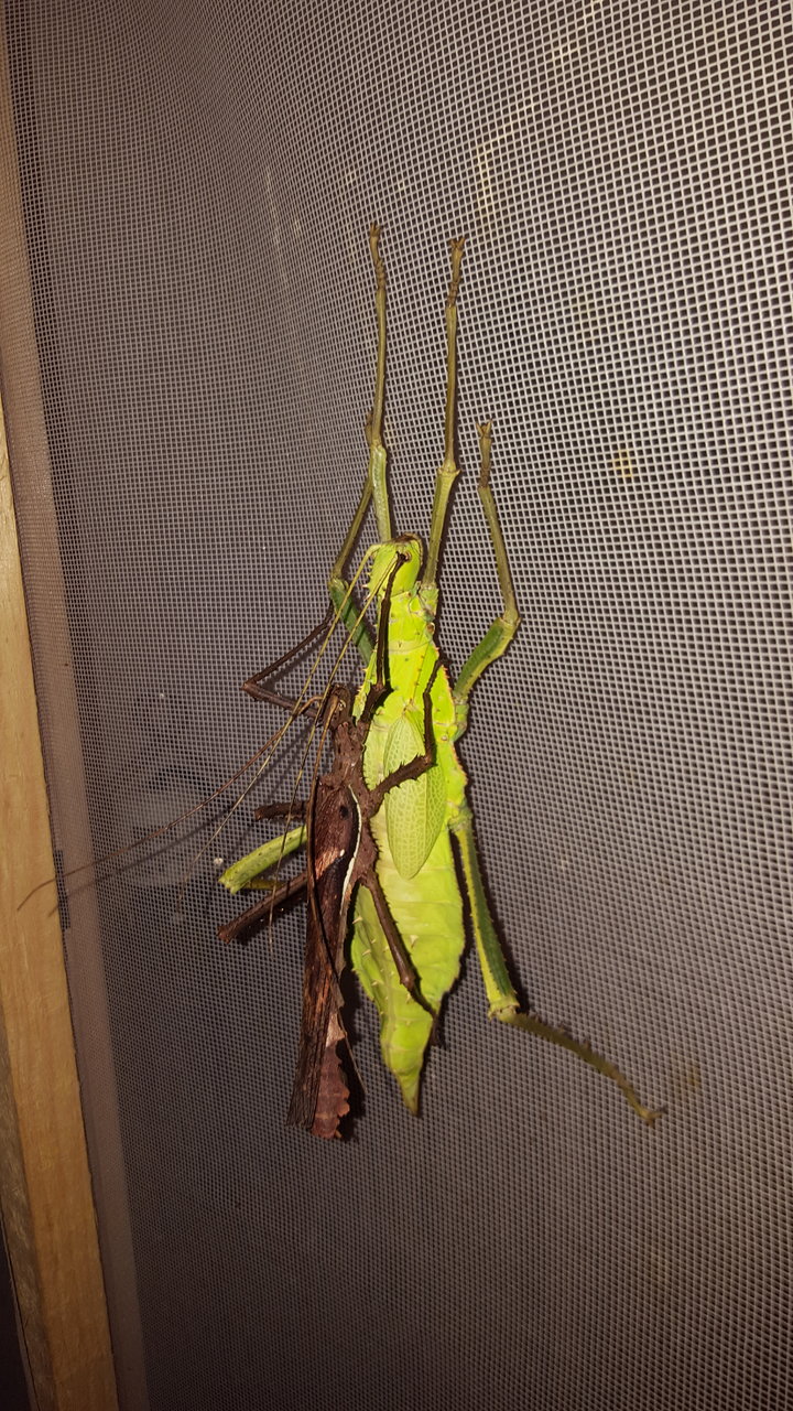Heteropteryx dilatata adult pair | Arachnoboards