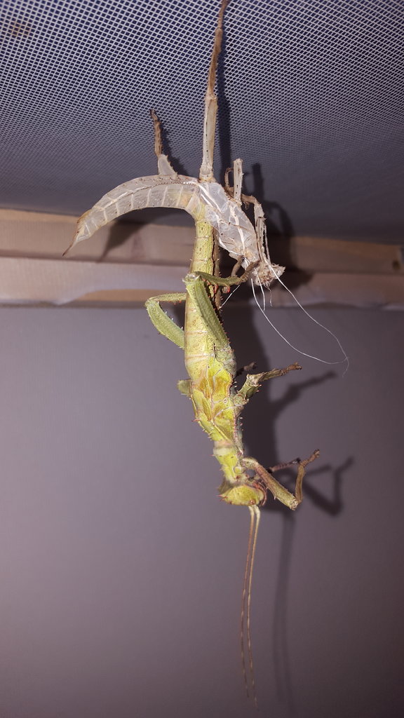 Heteropteryx dilatata molting into L6