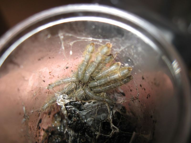 Heteroscodra maculata 1-inch post-molt