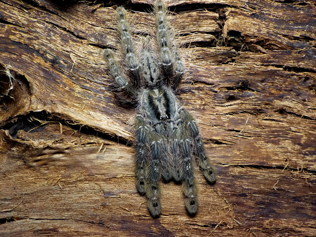 Heteroscodra maculata, juvenile female.