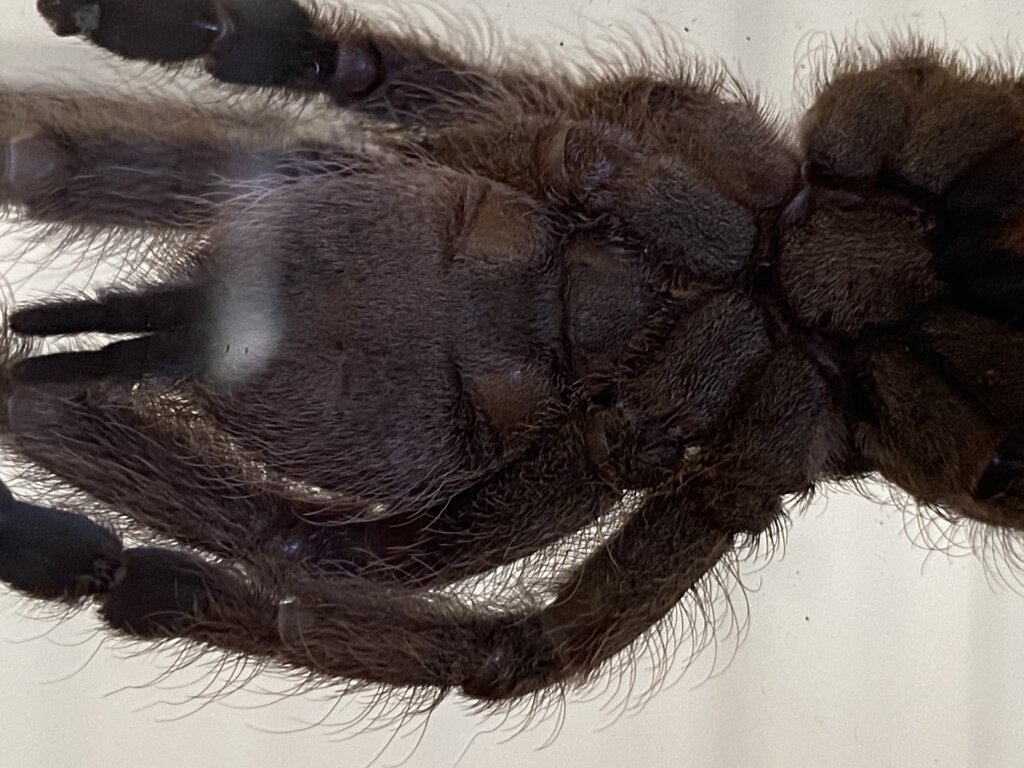 Heteroscodra Maculata male or female