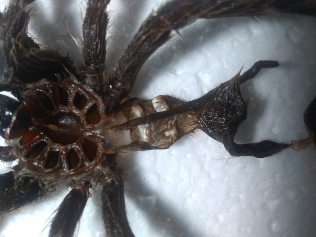 Heteroscodra maculata [molt sexing] [3/5]