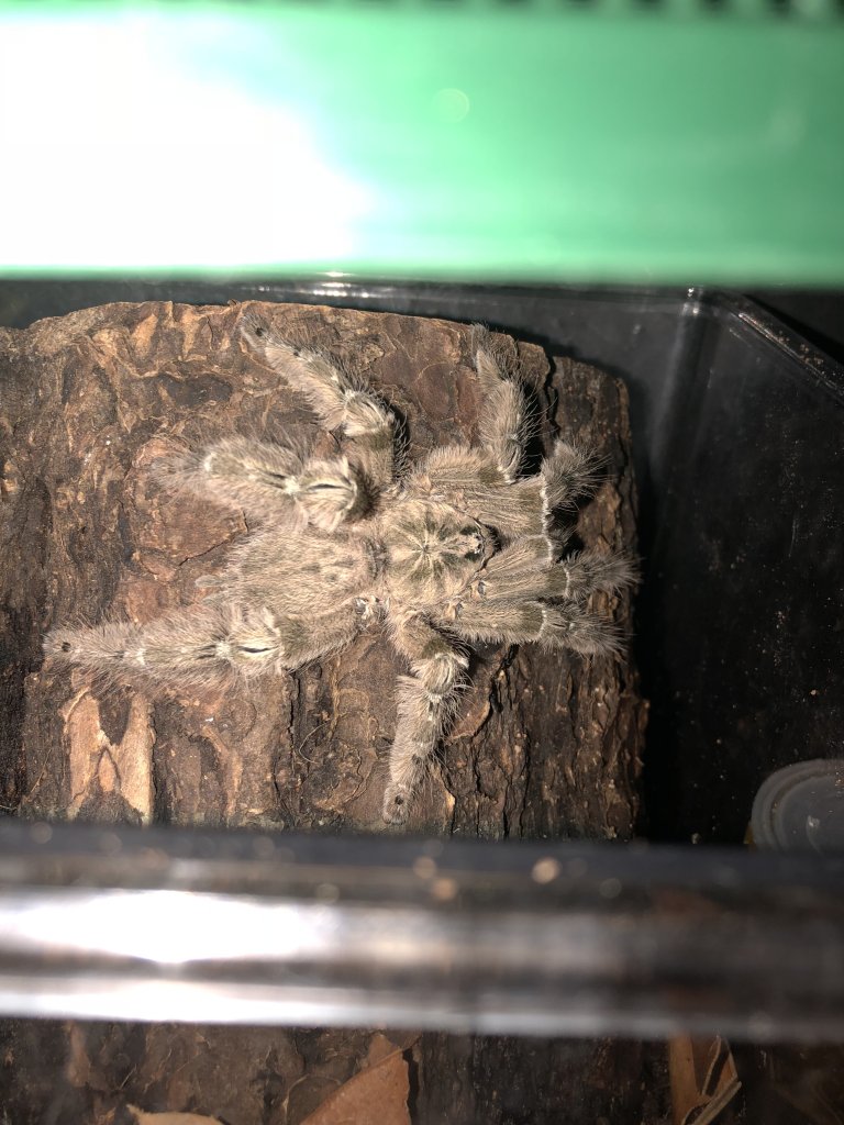 Heteroscodra maculata or Stromatopelma calceatum? [2/2]