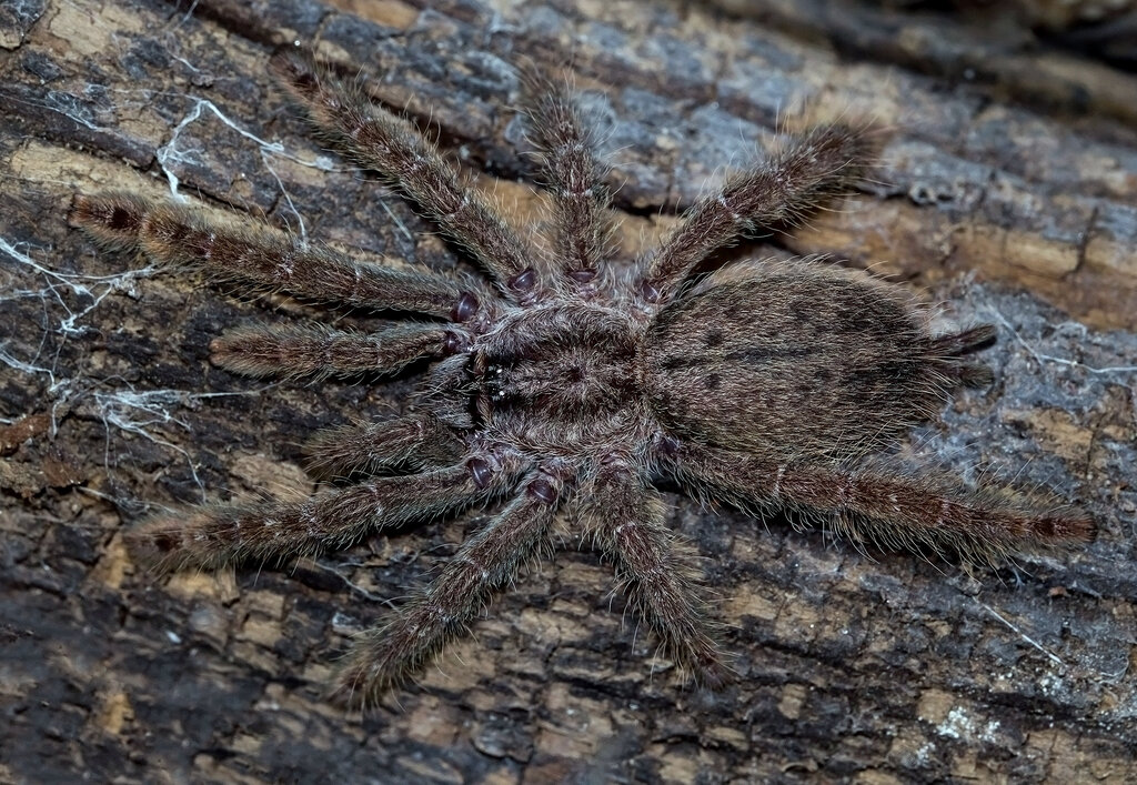 Heteroscodra maculata (sling)