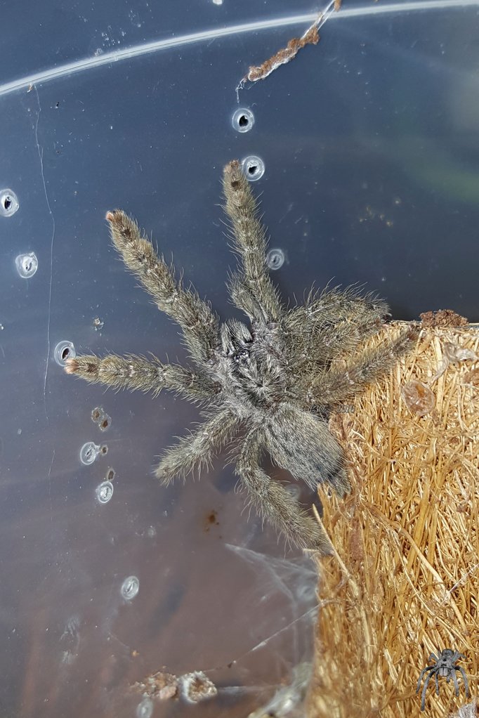 Heteroscodra maculata (Togo Starburst Baboon)