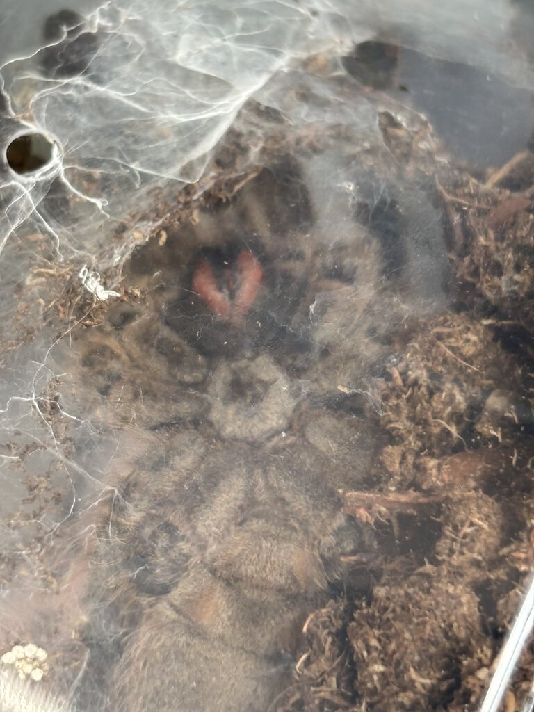 Heteroscodra maculata vent shot (dorsal in comments)