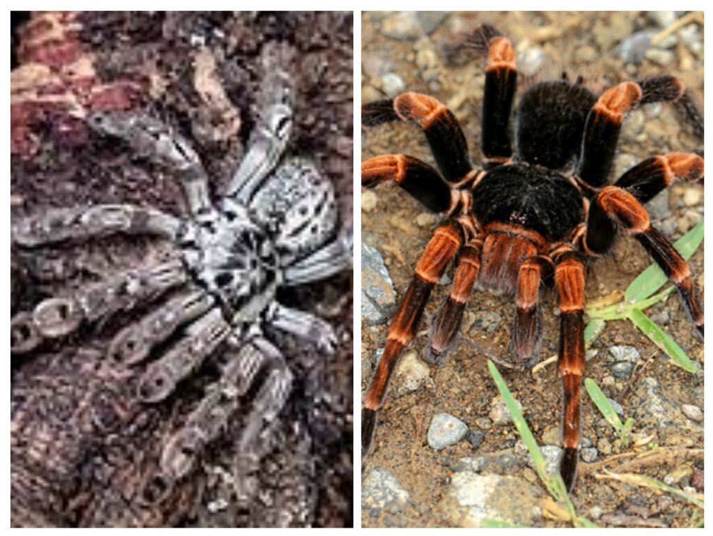 Heteroscodra Maculata y Abdomegaphobema mesomelas.