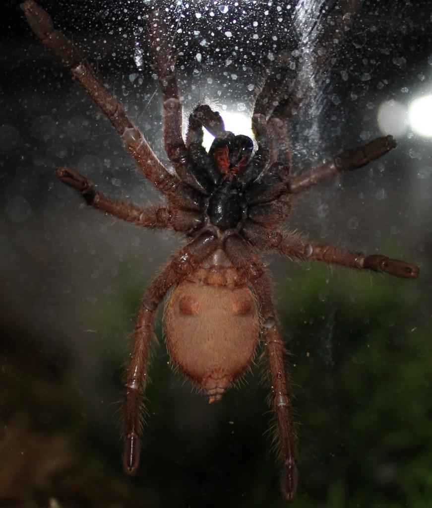 Heteroscodra maculata