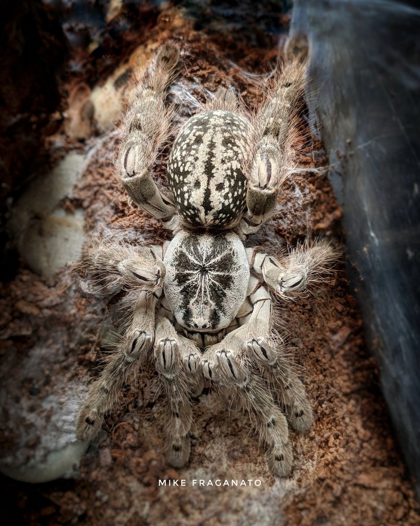 Heteroscodra maculata