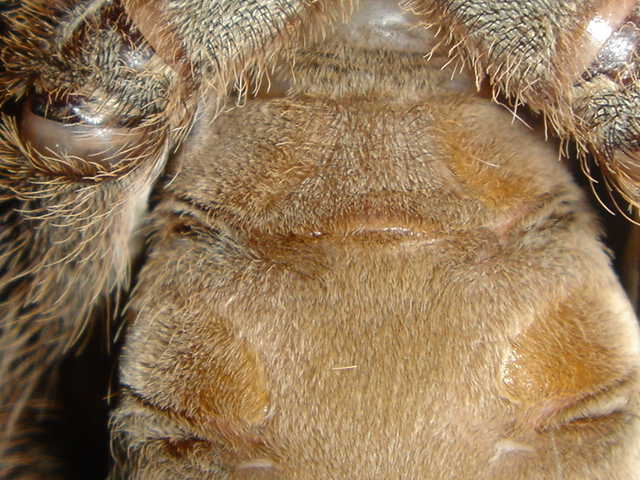 Heteroscodra Maculata