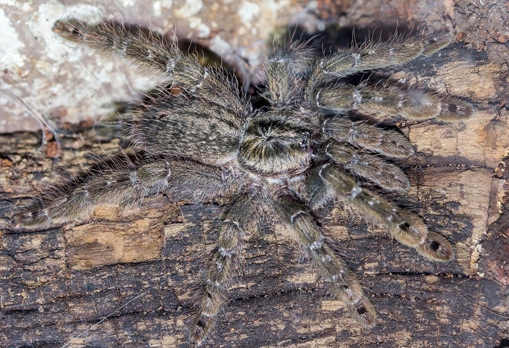 Heteroscodra maculata