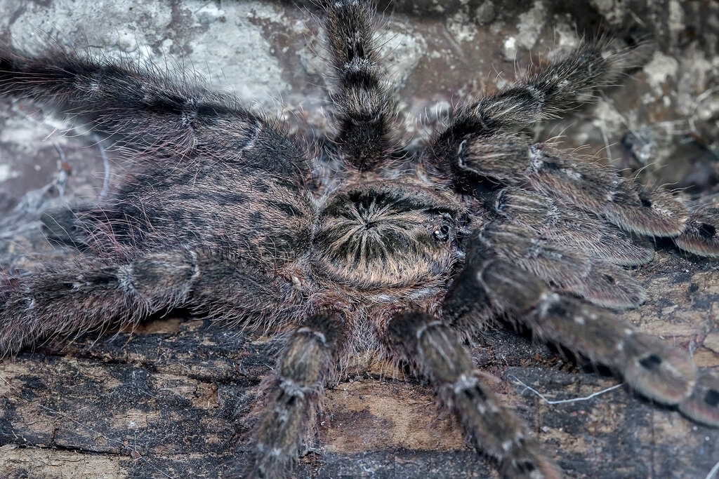 Heteroscodra maculata