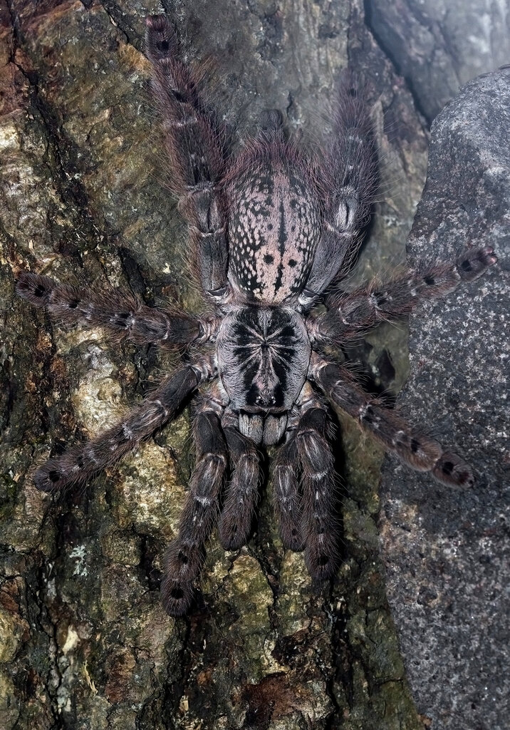 Heteroscodra maculata