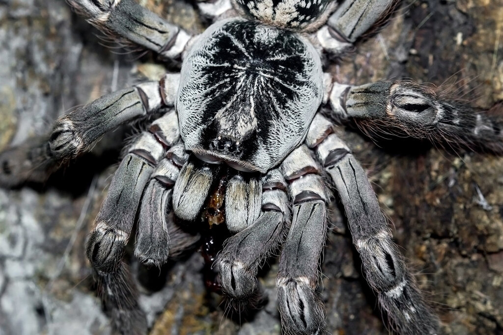 Heteroscodra maculata