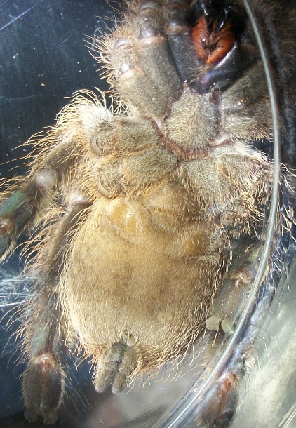 Heteroscrodra Maculata1