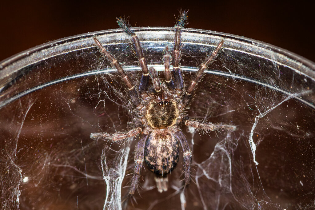 Heterothele gabonensis