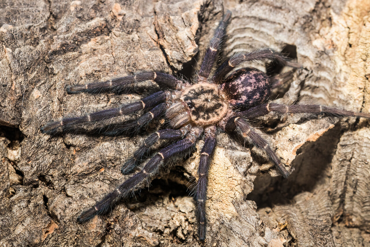 Heterothele gabonensis