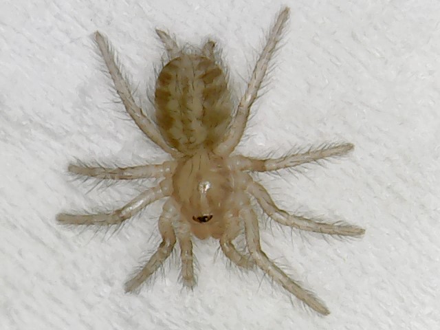 Heterothele villosella nymph