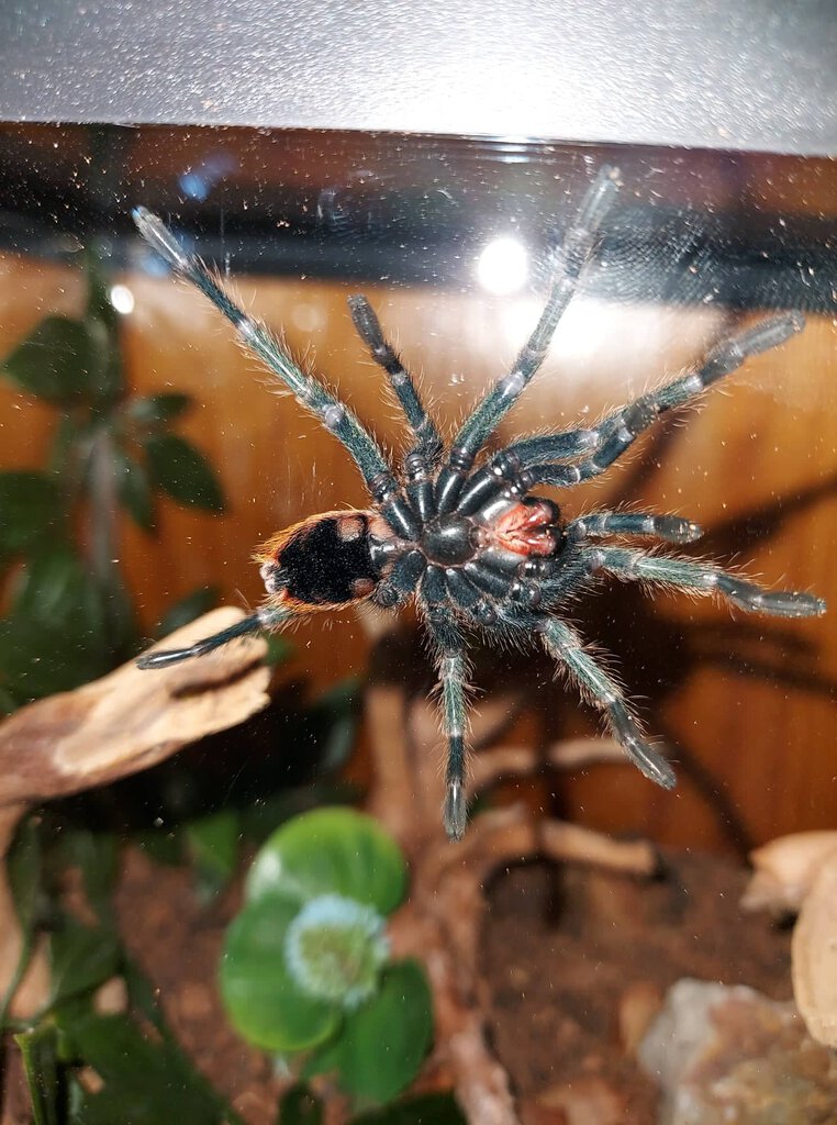 Hey, freshy molted C.cyaneopubescens can someone help me with the sex plz? thank you