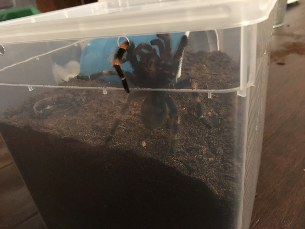 Hi, my name is B. smithi and I'm a naughty tarantula